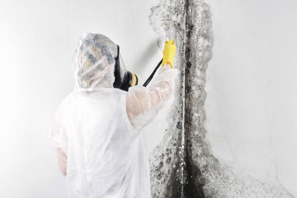 Best 24-hour water damage restoration  in Antwerp, OH